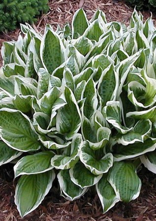 ХОСТА Albomarginata